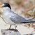 Least Tern